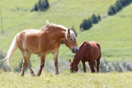 Farma LaMa